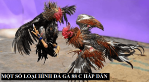 Một số loại hình đá gà được đánh giá cao